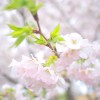 川沿いの桜がキレイ！戸田川緑地公園は意外と人が少なくてお花見が楽しめる、穴場スポット！
